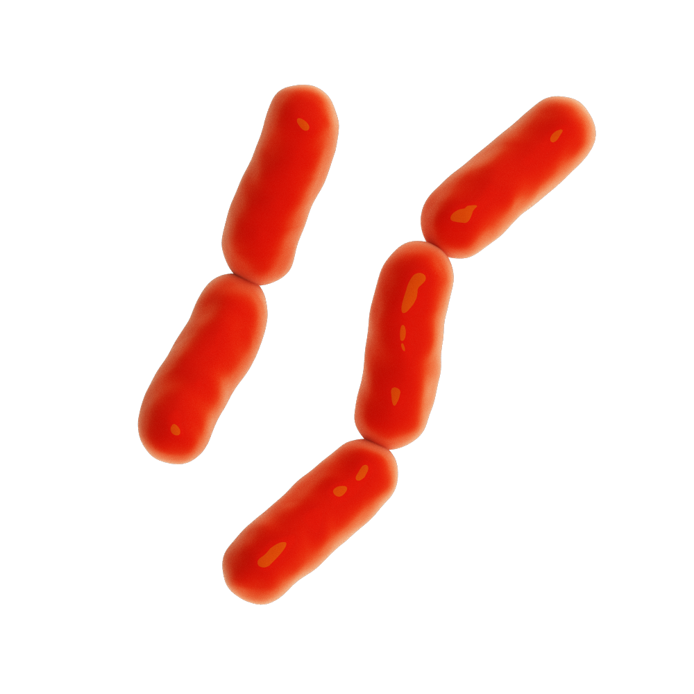 Gram negative bacteria