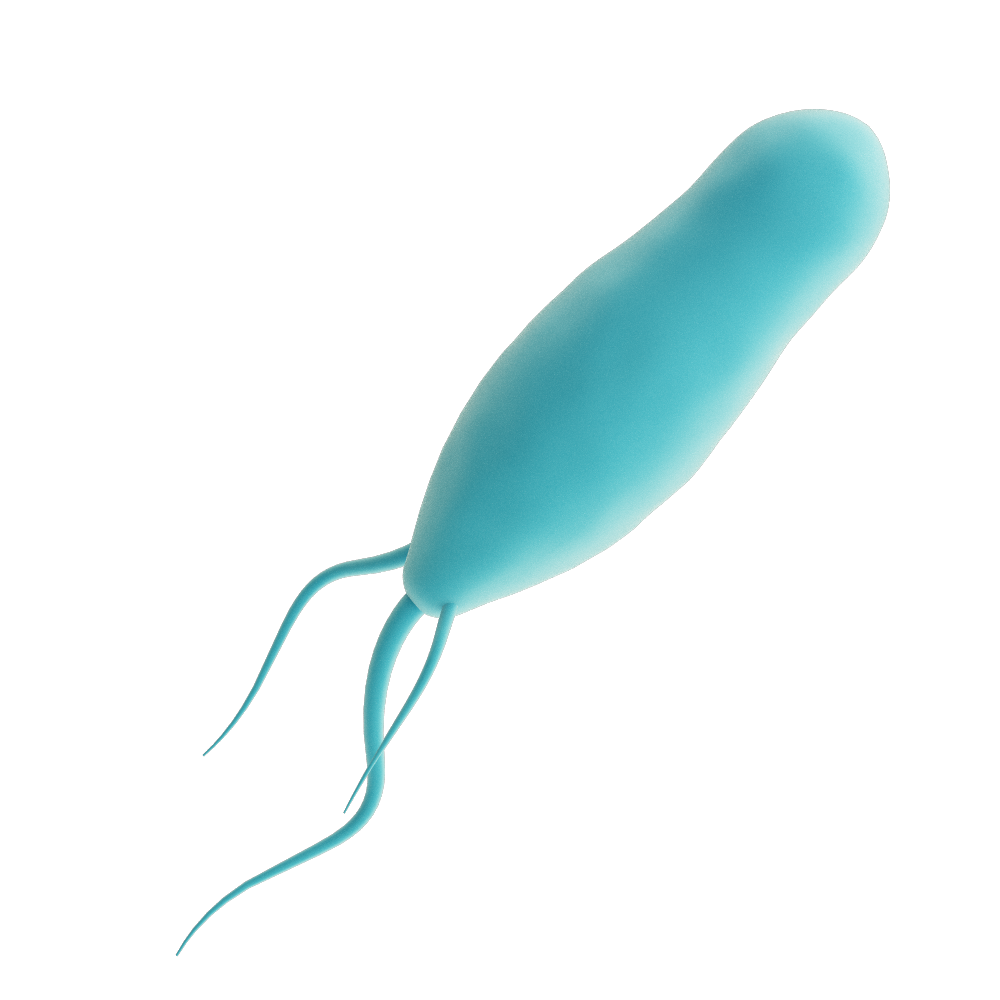 Protozoa